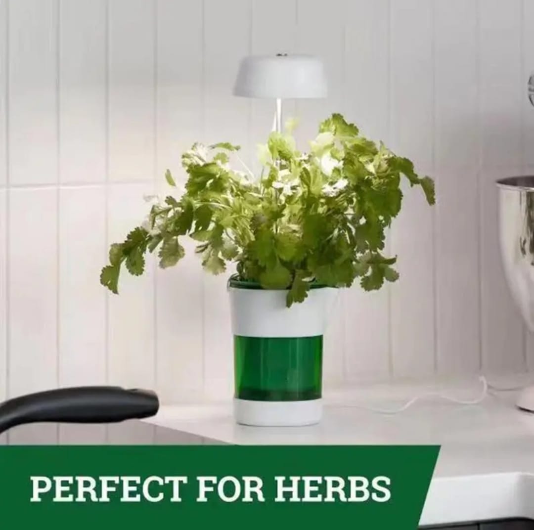 Pot Plant & Grow Light